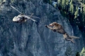 Immagine 21 - Rampage - Furia animale, foto e immagini tratte dal film con Dwayne Johnson