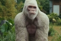 Immagine 2 - Rampage - Furia animale, foto e immagini tratte dal film con Dwayne Johnson