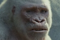 Immagine 8 - Rampage - Furia animale, foto e immagini tratte dal film con Dwayne Johnson
