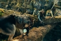 Immagine 14 - Heart of the Beast - Nel Profondo Selvaggio, immagini del film di David Ayer con Brad Pitt, J.K. Simmons