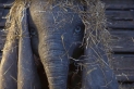 Dumbo, foto del film di Tim Burton con Colin Farrell, Michael Keaton, Danny De Vito, Eva Green