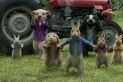 Peter Rabbit, immagini e disegni animati del film
