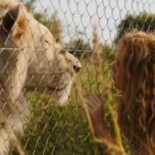 Mia e il Leone Bianco, grande successo del film tratto da una storia vera