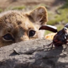 Il re leone, incassi record per il nuovo film Disney